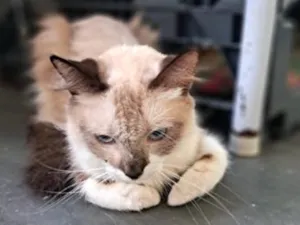 Gato raça SRD-ViraLata idade 2 anos nome Pedrita