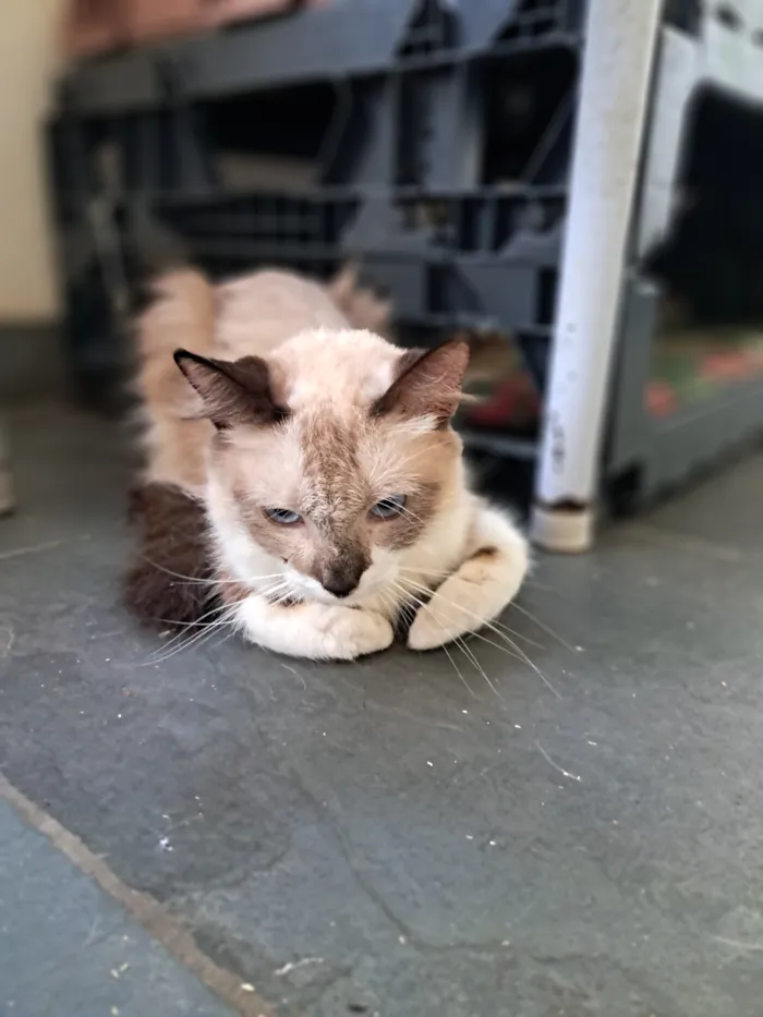 Gato raça SRD-ViraLata idade 2 anos nome Pedrita