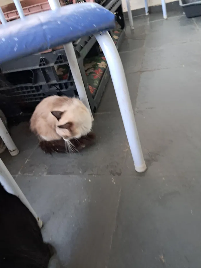 Gato raça SRD-ViraLata idade 2 anos nome Pedrita