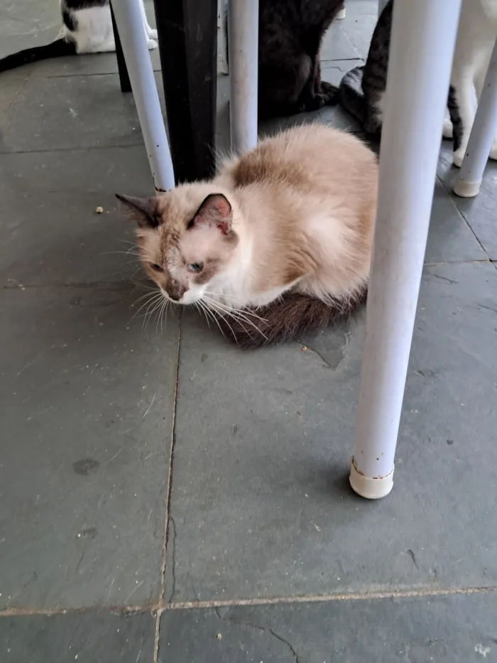 Gato raça SRD-ViraLata idade 2 anos nome Pedrita