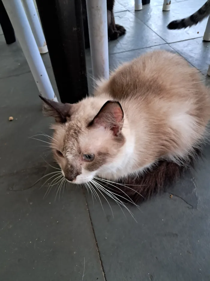 Gato raça SRD-ViraLata idade 2 anos nome Pedrita