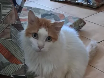 Gato raça SRD-ViraLata idade 2 anos nome Moana