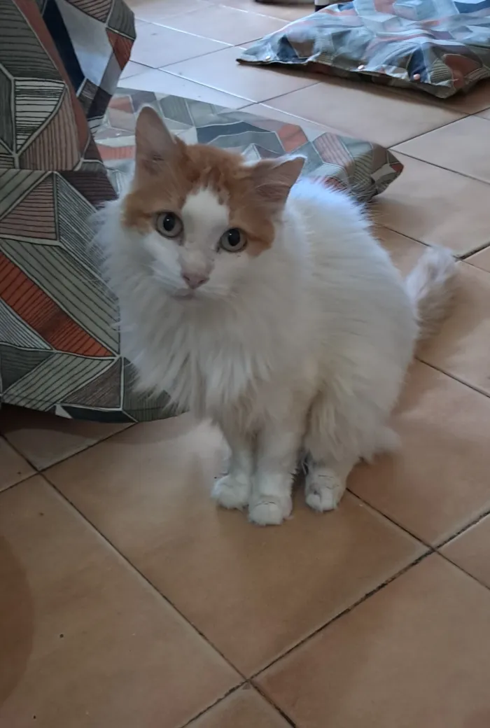 Gato raça SRD-ViraLata idade 2 anos nome Moana