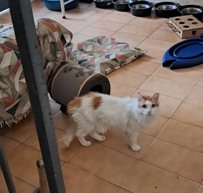 Gato raça SRD-ViraLata idade 2 anos nome Moana