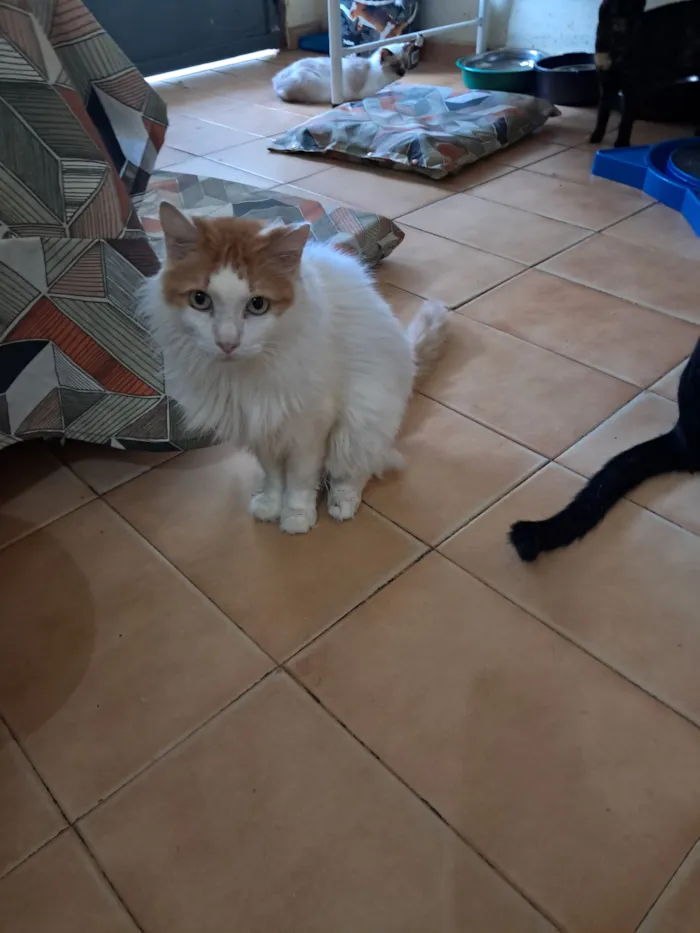 Gato raça SRD-ViraLata idade 2 anos nome Moana