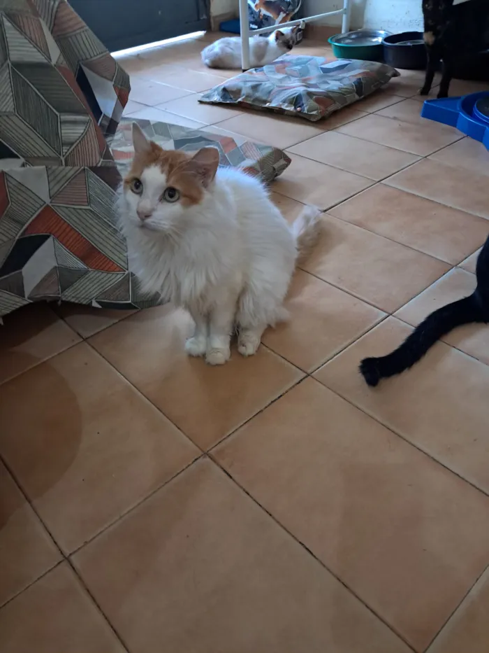 Gato raça SRD-ViraLata idade 2 anos nome Moana