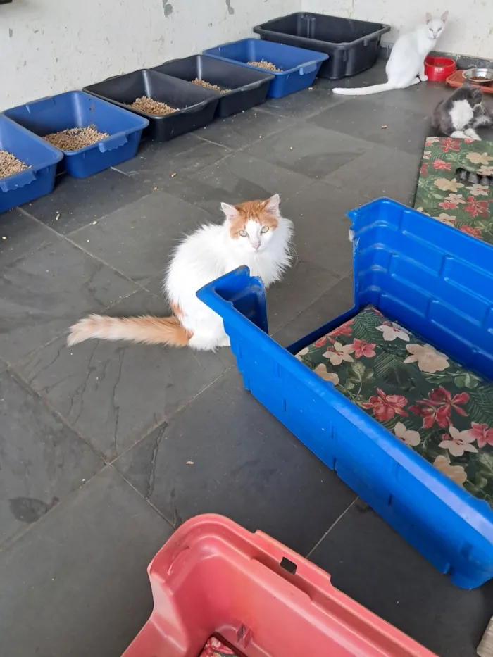 Gato raça SRD-ViraLata idade 2 anos nome Moana