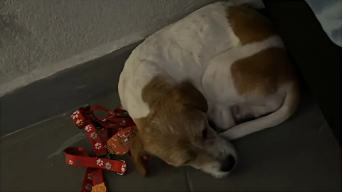 Cachorro raça SRD-ViraLata idade 2 anos nome Darius