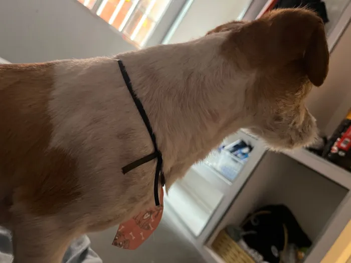 Cachorro raça SRD-ViraLata idade 2 anos nome Darius