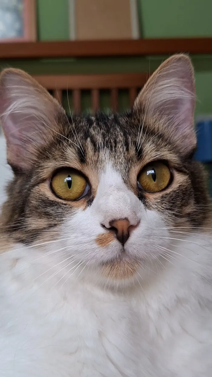 Gato raça SRD-ViraLata idade 7 a 11 meses nome Nicholas 