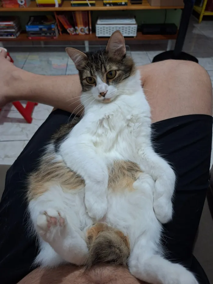 Gato raça SRD-ViraLata idade 7 a 11 meses nome Nicholas 