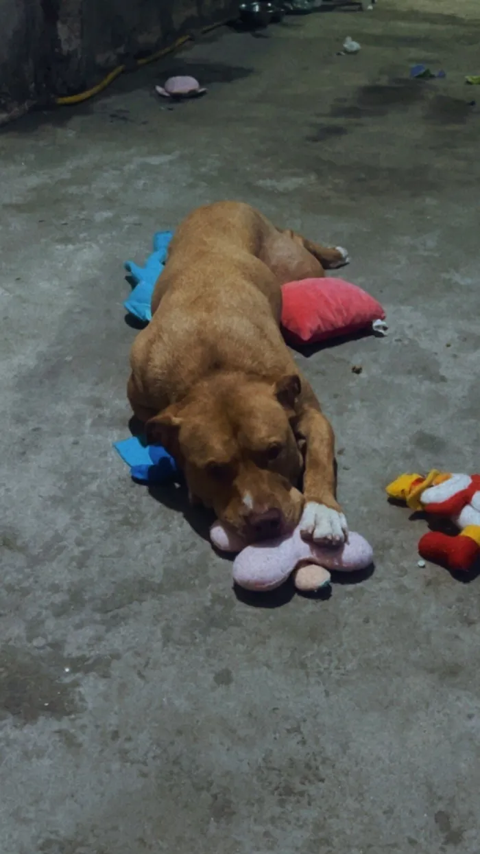 Cachorro raça Pit-Bull idade 3 anos nome Zeca e Beethoven