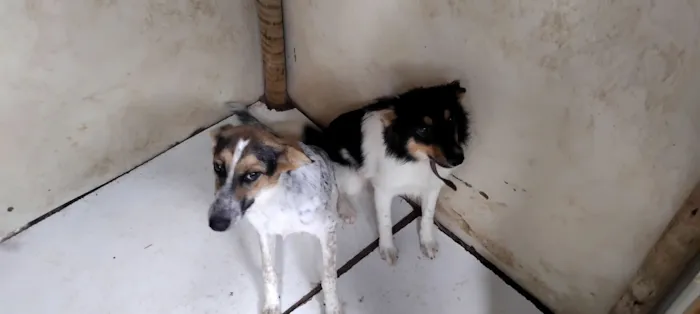 Cachorro raça SRD-ViraLata idade 2 a 6 meses nome doação de 2 cadeljnhas 