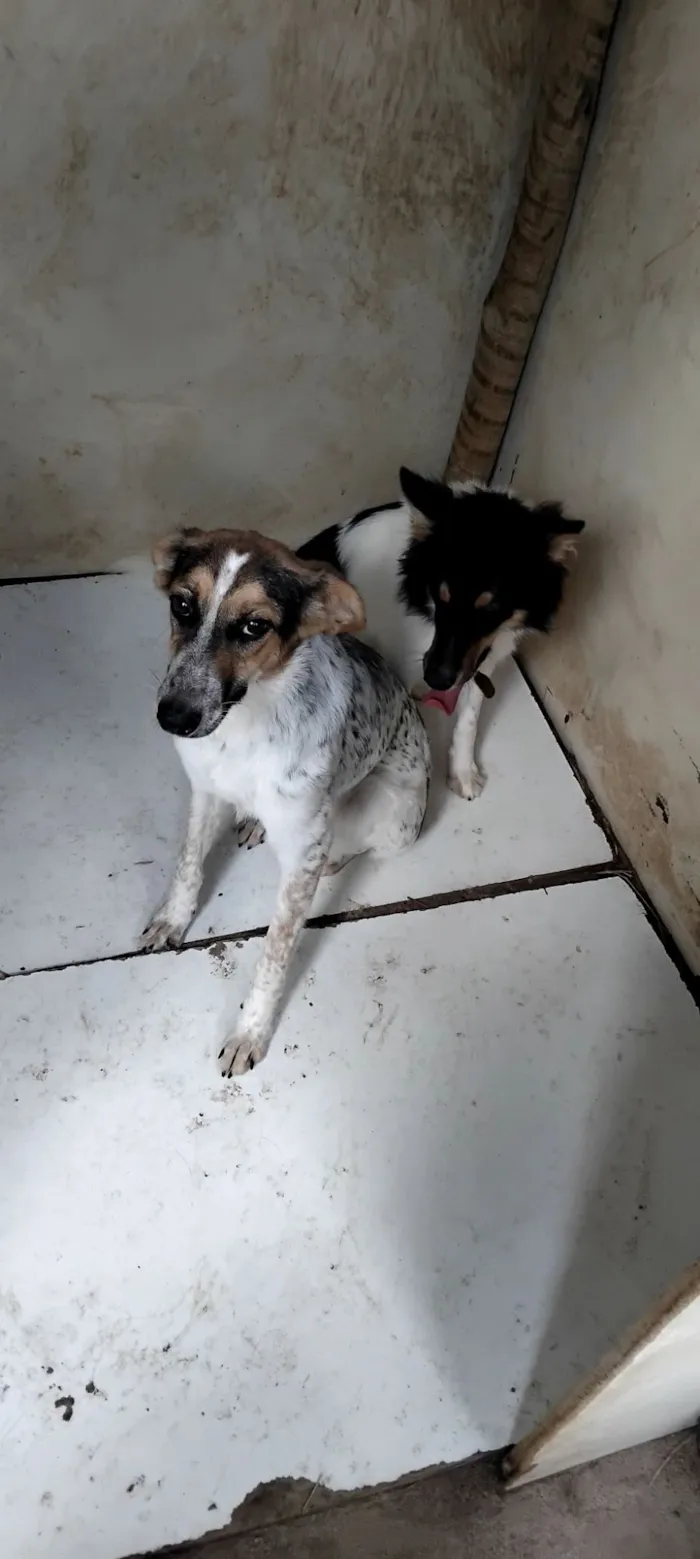 Cachorro raça SRD-ViraLata idade 2 a 6 meses nome doação de 2 cadeljnhas 