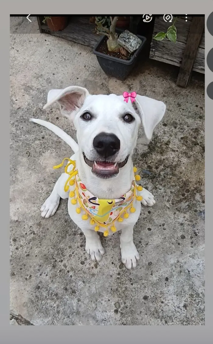 Cachorro raça SRD-ViraLata idade 2 a 6 meses nome Lola