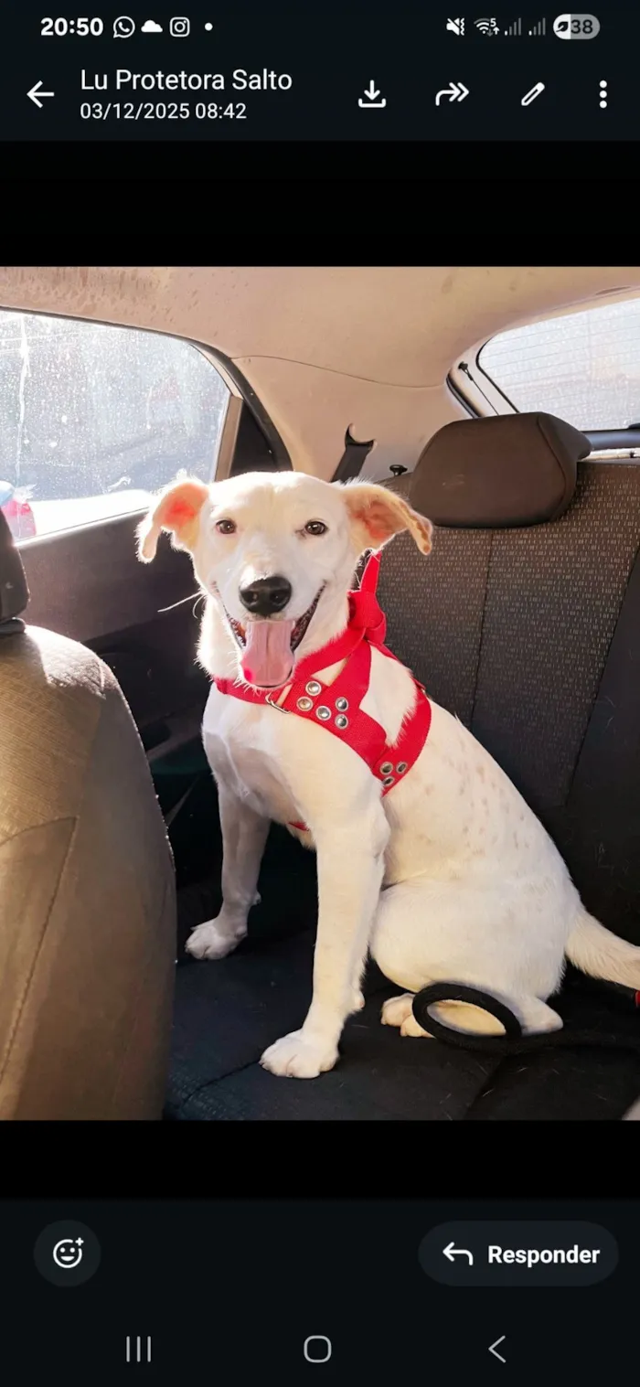 Cachorro raça SRD-ViraLata idade 1 ano nome Floquinho