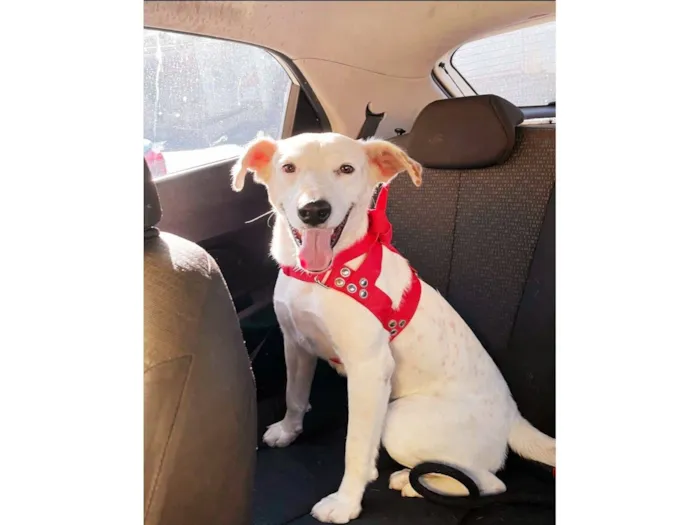 Cachorro raça SRD-ViraLata idade 1 ano nome Floquinho