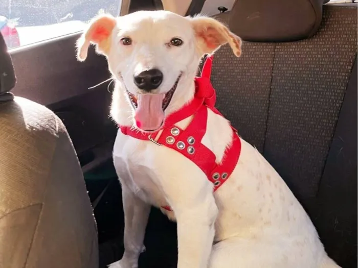 Cachorro raça SRD-ViraLata idade 1 ano nome Floquinho