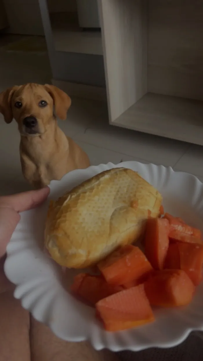 Cachorro raça SRD-ViraLata idade 2 a 6 meses nome Flok