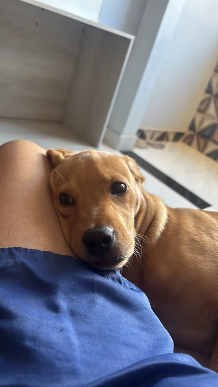 Cachorro raça SRD-ViraLata idade 2 a 6 meses nome Flok