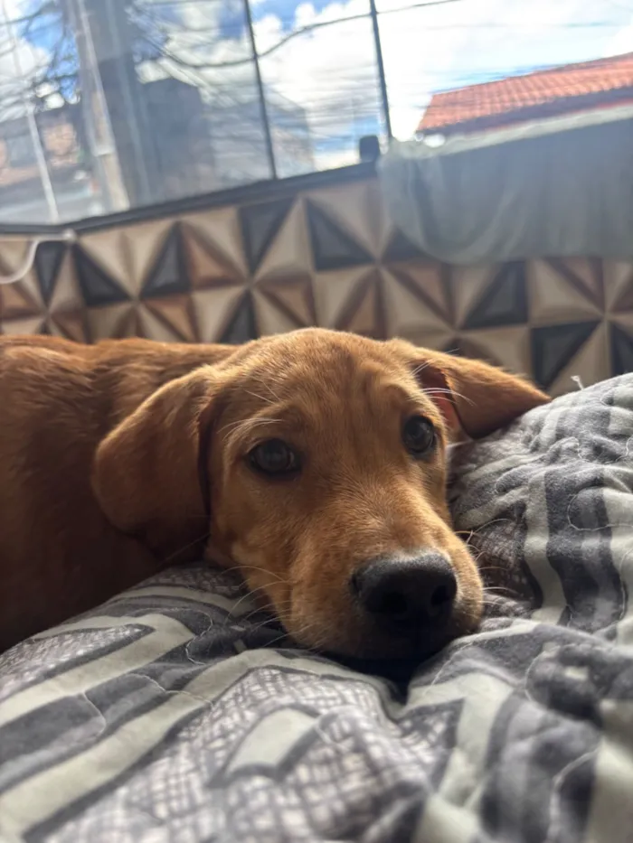 Cachorro raça SRD-ViraLata idade 2 a 6 meses nome Flok