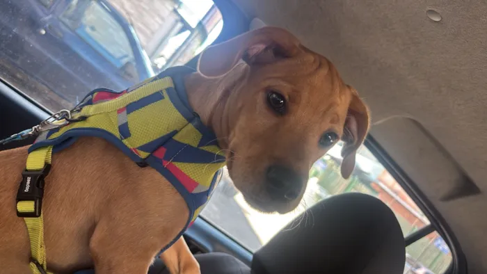 Cachorro raça SRD-ViraLata idade 2 a 6 meses nome Flok