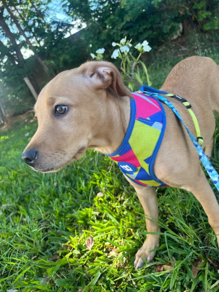 Cachorro raça SRD-ViraLata idade 2 a 6 meses nome Flok