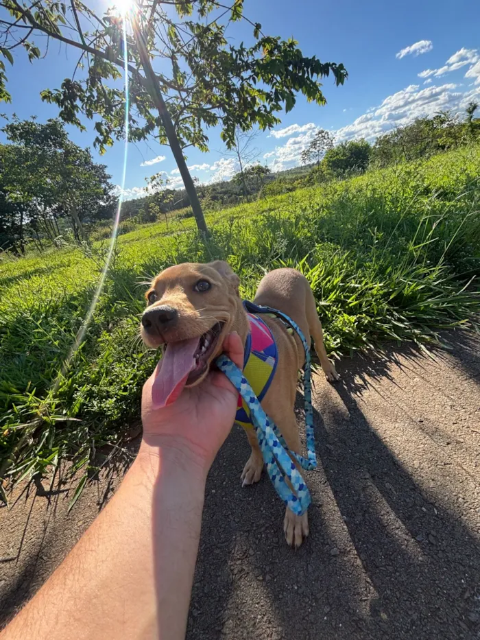 Cachorro raça SRD-ViraLata idade 2 a 6 meses nome Flok