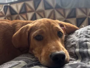 Cachorro raça SRD-ViraLata idade 2 a 6 meses nome Flok