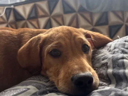 Cachorro raça SRD-ViraLata idade 2 a 6 meses nome Flok