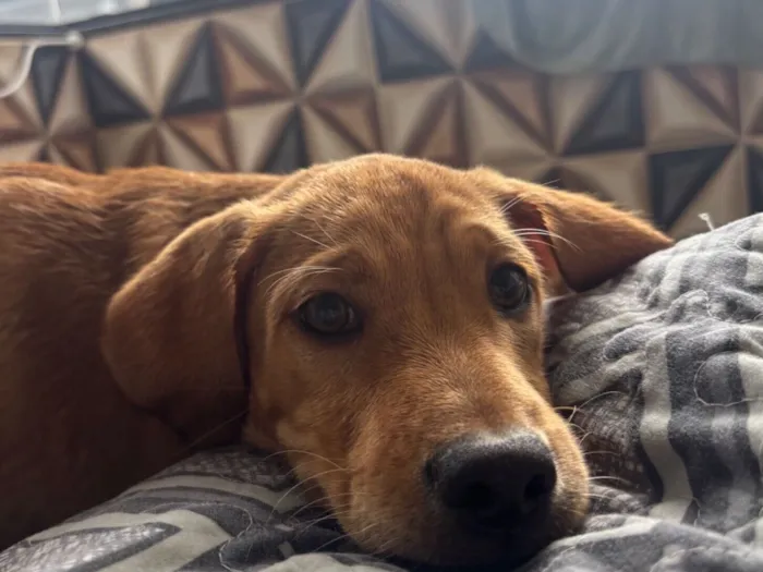 Cachorro raça SRD-ViraLata idade 2 a 6 meses nome Flok