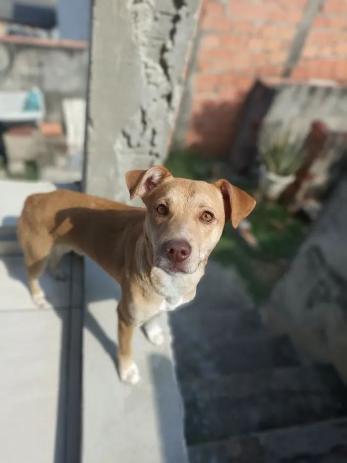 Cachorro raça SRD-ViraLata idade 1 ano nome Nero