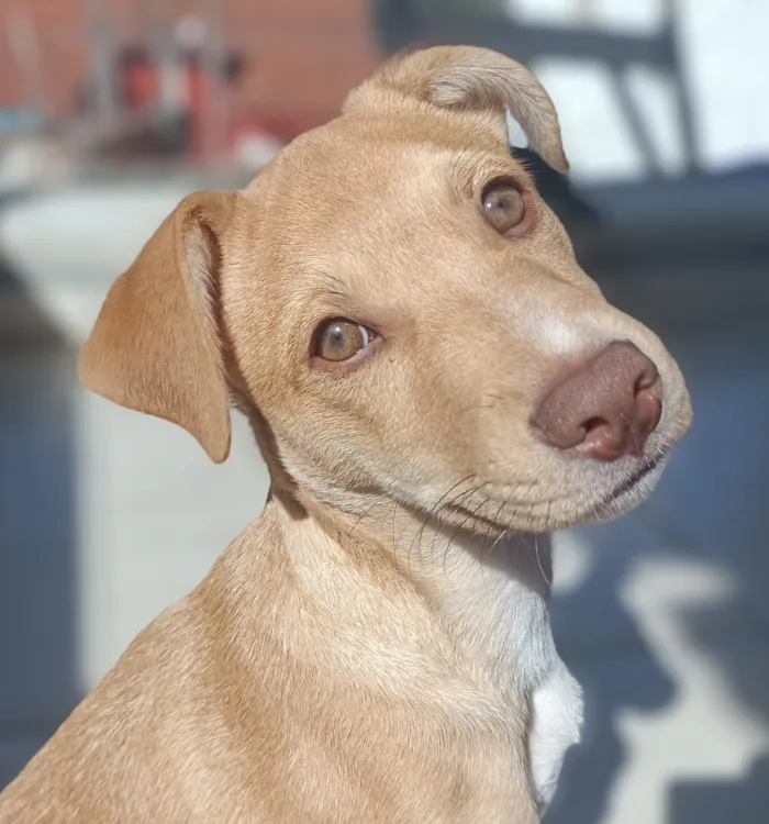 Cachorro raça SRD-ViraLata idade 1 ano nome Nero