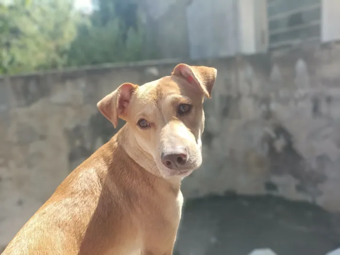 Cachorro raça SRD-ViraLata idade 1 ano nome Nero