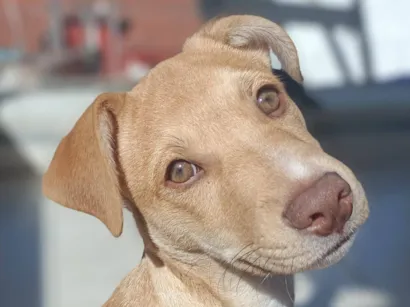 Cachorro raça SRD-ViraLata idade 1 ano nome Nero