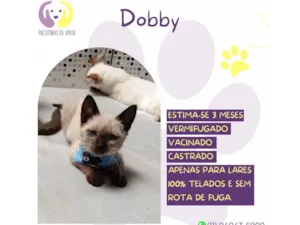 Gato raça SRD-ViraLata idade 2 a 6 meses nome Dobby