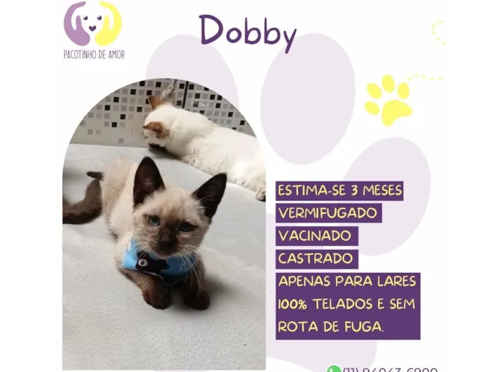 Gato raça SRD-ViraLata idade 2 a 6 meses nome Dobby