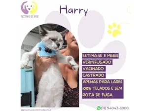 Gato raça SRD-ViraLata idade 2 a 6 meses nome Harry
