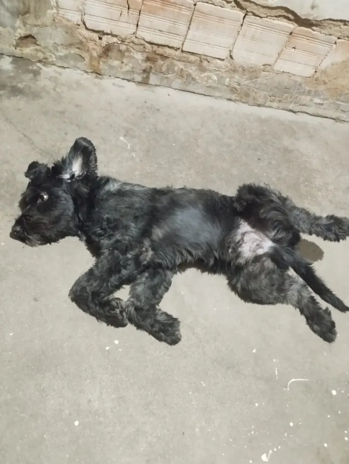Cachorro raça SRD-ViraLata idade 3 anos nome Apolo 