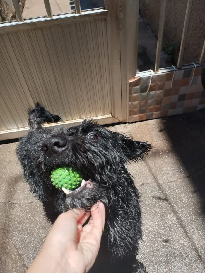 Cachorro raça SRD-ViraLata idade 3 anos nome Apolo 