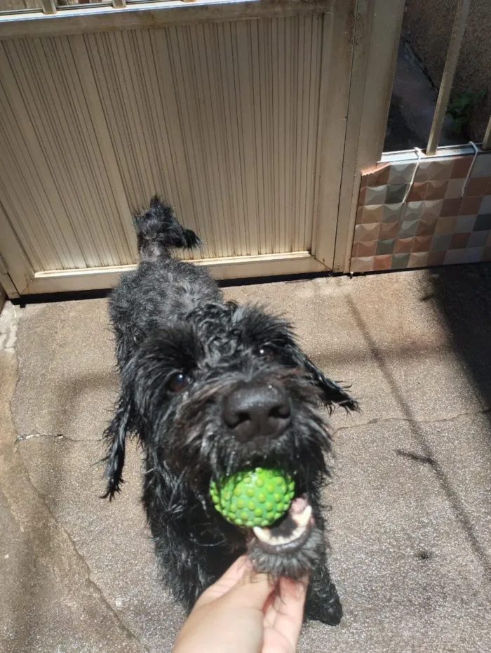 Cachorro raça SRD-ViraLata idade 3 anos nome Apolo 