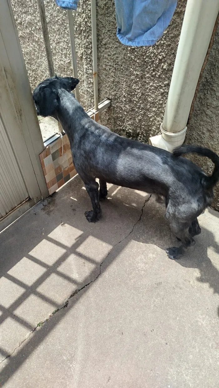 Cachorro raça SRD-ViraLata idade 3 anos nome Apolo 