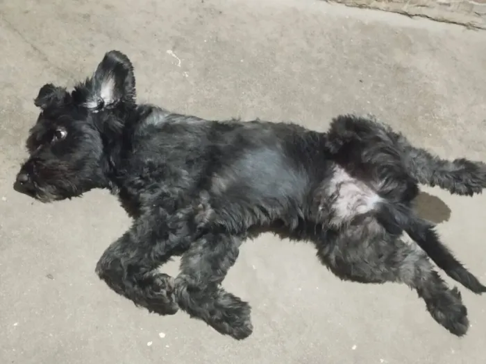 Cachorro raça SRD-ViraLata idade 3 anos nome Apolo 