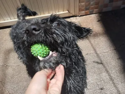 Cachorro raça SRD-ViraLata idade 3 anos nome Apolo 