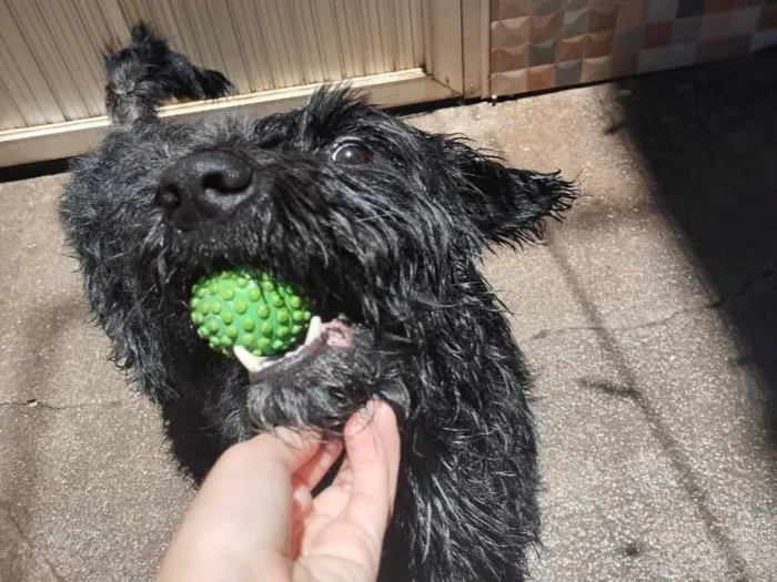 Cachorro raça SRD-ViraLata idade 3 anos nome Apolo 