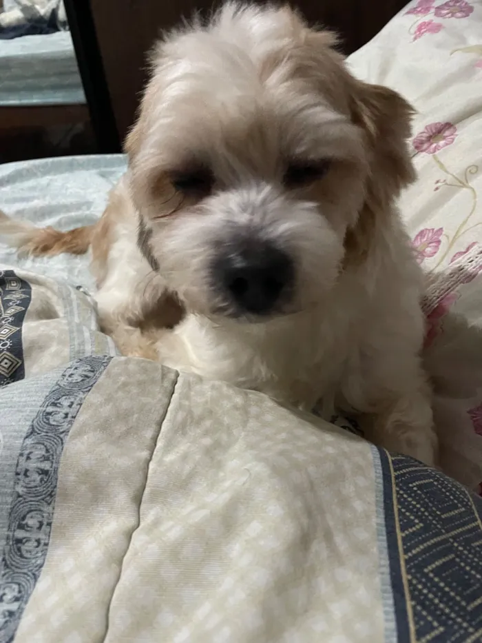 Cachorro raça SRD-ViraLata idade 4 anos nome Marshall