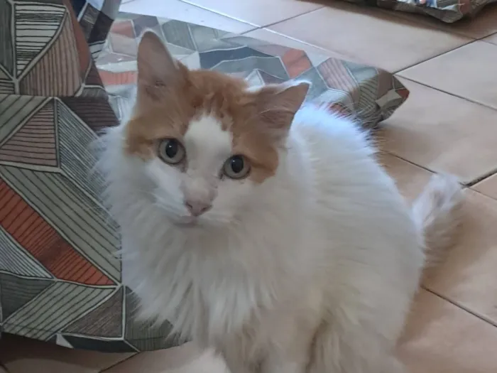 Gato raça SRD-ViraLata idade 2 anos nome Moana