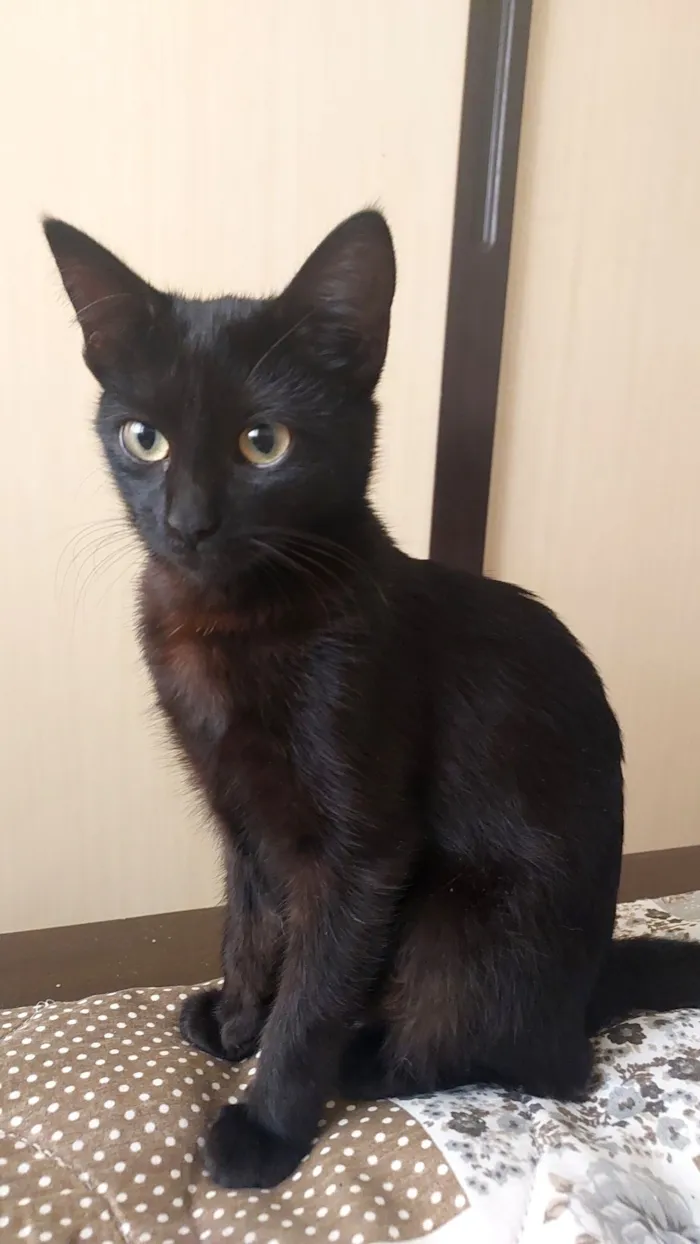 Gato raça SRD-ViraLata idade 2 a 6 meses nome Luna