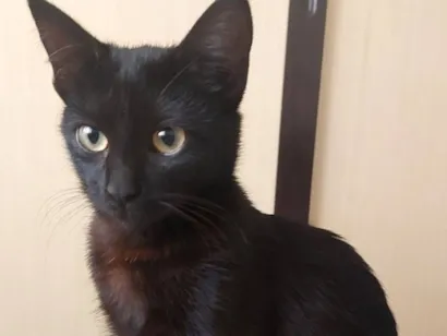 Gato raça SRD-ViraLata idade 2 a 6 meses nome Luna