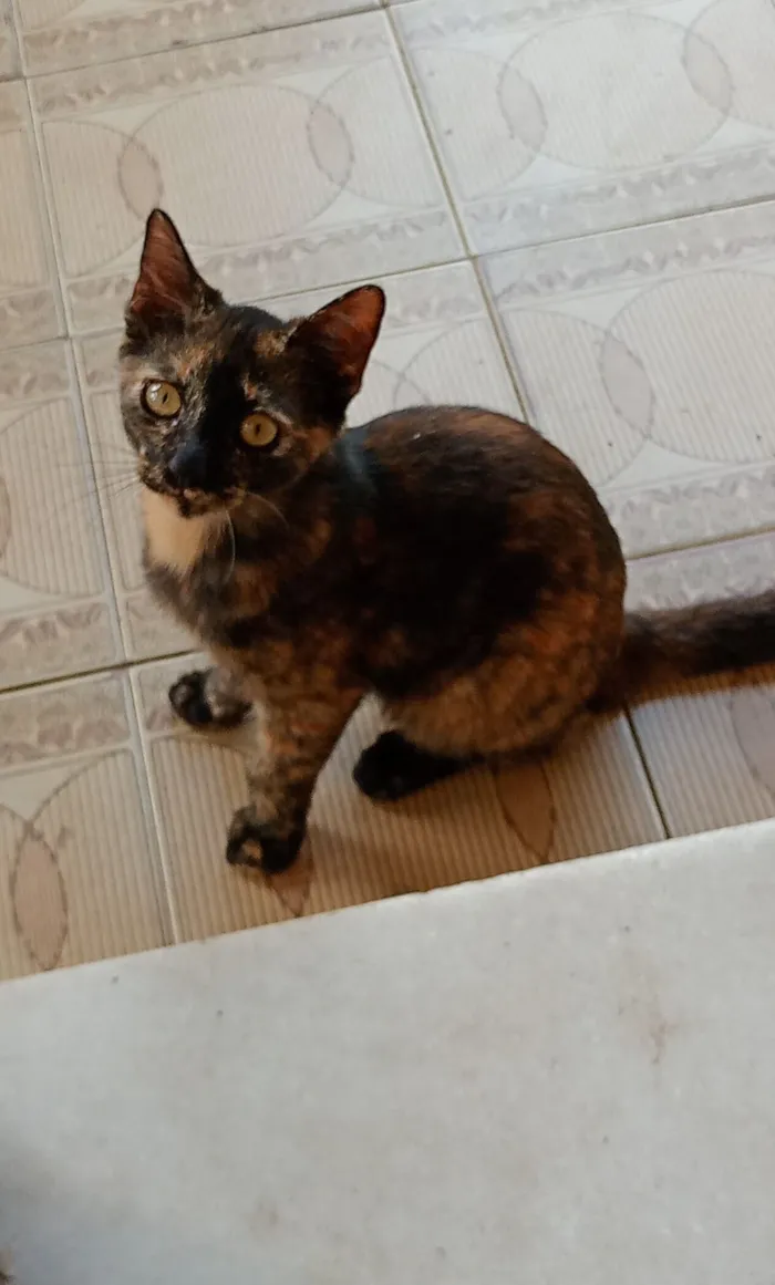 Gato raça SRD-ViraLata idade 2 a 6 meses nome Sem nome